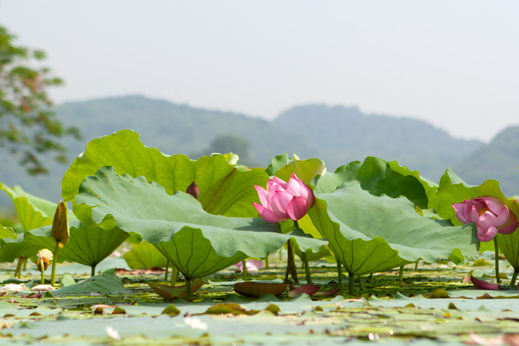 Hạt giống hoa, hoa treo, dạ yến thảo, hoa treo ban công, hạt giống hoa oải hương, bán hạt giống hoa oải hương, hat giong hoa oai huong, hạt giống  chất lượng cao, hat giong hoa , hat giong hoa chat luong cao, hoa trong tham, hoa trong chau,